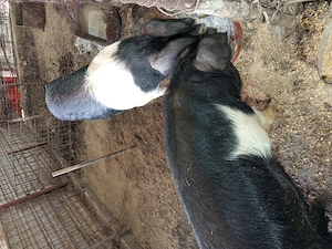 Vier și scrofița bazna gestanta 