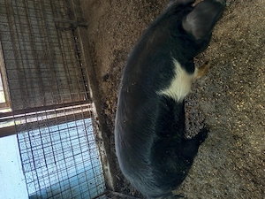 Vier și scrofița bazna gestanta  - imagine 5