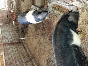 Vier și scrofița bazna gestanta  - imagine 4