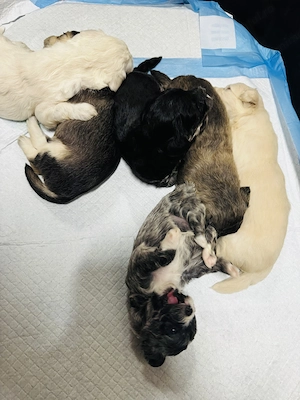 Vând Bichon Havanez  - imagine 5