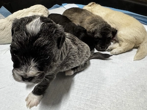 Vând Bichon Havanez  - imagine 3