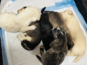 Vând Bichon Havanez  - imagine 2