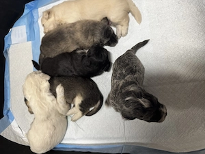 Vând Bichon Havanez  - imagine 4