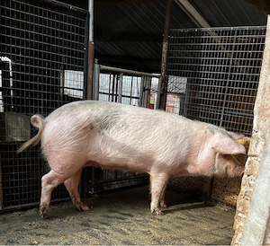 Vand scroafa  - imagine 4