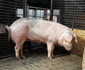 Vand scroafa  - imagine 2