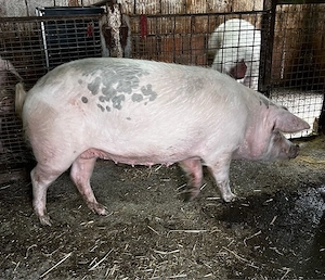 Vand scroafa  - imagine 3