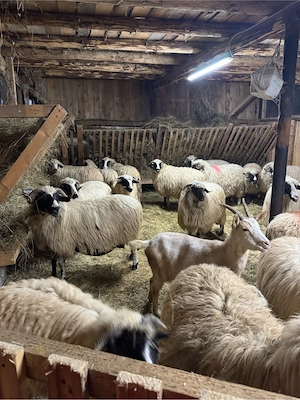 Oi de vanzare - imagine 3