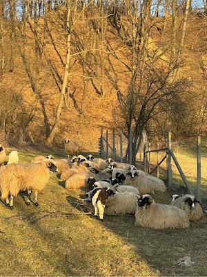 Oi de vanzare - imagine 4