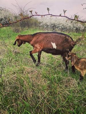 Vând căpriță cu ieduță  - imagine 2