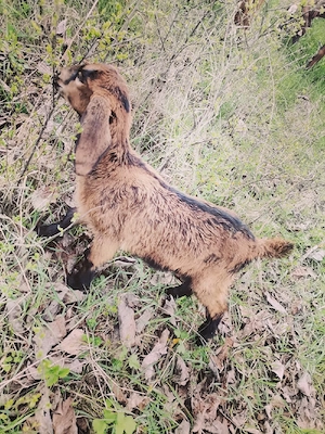 Vând căpriță cu ieduță  - imagine 5