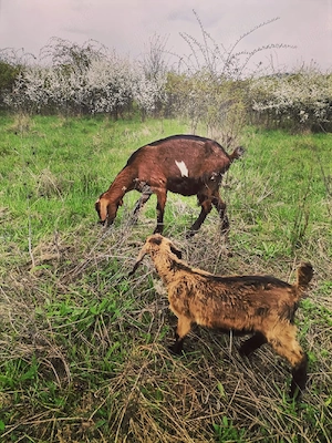 Vând căpriță cu ieduță 