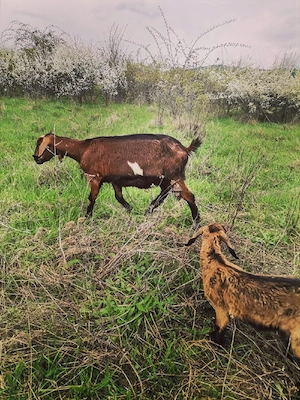 Vând căpriță cu ieduță  - imagine 4