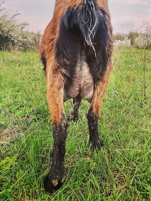 Vând căpriță cu ieduță  - imagine 3