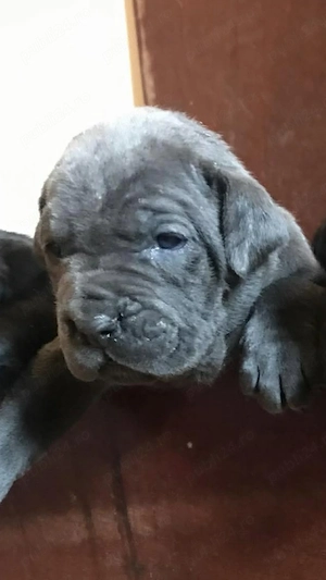 catelusa cane corso cu pedigree fci