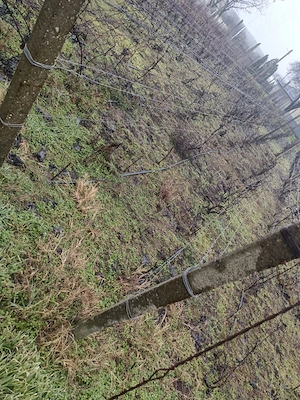 Proprietate cu 2 case, livadă, vie și teren 1450 mp - imagine 9