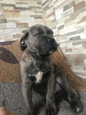 pui femela cane corso 