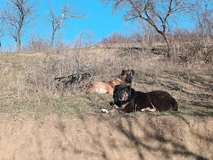 Vând câini ciobănești  - imagine 5