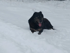 Vând câini ciobănești  - imagine 4