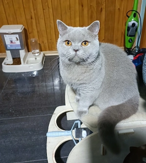 British shorthair 
