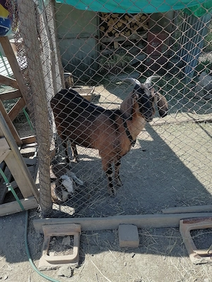 Capre Anglo-Nubian  - imagine 3