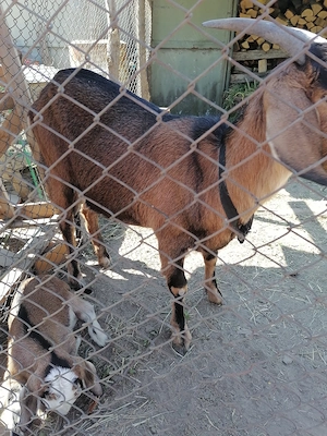 Capre Anglo-Nubian  - imagine 2