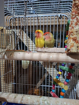 Papagali Agapornis - imagine 5