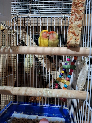 Papagali Agapornis - imagine 3