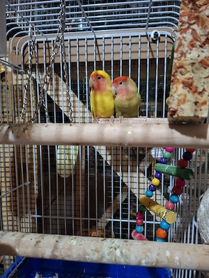 Papagali Agapornis - imagine 2