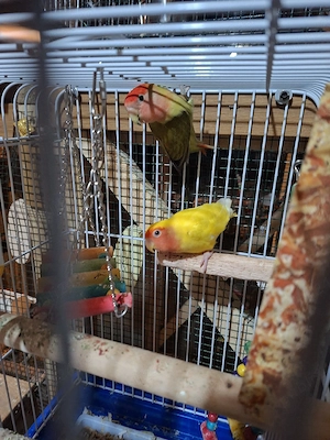 Papagali Agapornis - imagine 4