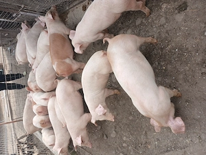 Purcei rasa de carne landras duroc