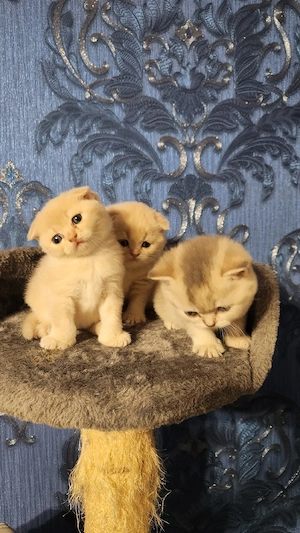 Pisicute dragalase - imagine 4