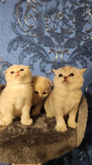 Pisicute dragalase - imagine 2