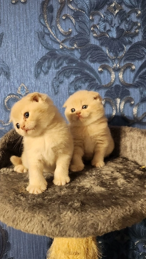 Pisicute dragalase - imagine 5