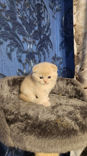 Pisicute dragalase - imagine 3