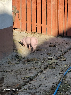 De vanzare purcei - imagine 2