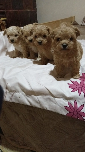 Maltipoo Mini Toy 