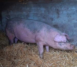 Landrace original  - imagine 3