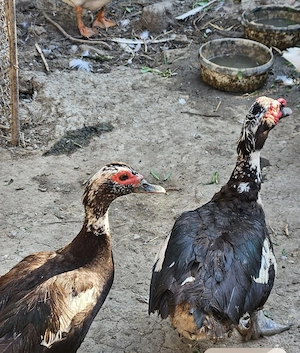 Vând rate lesesti și gaste