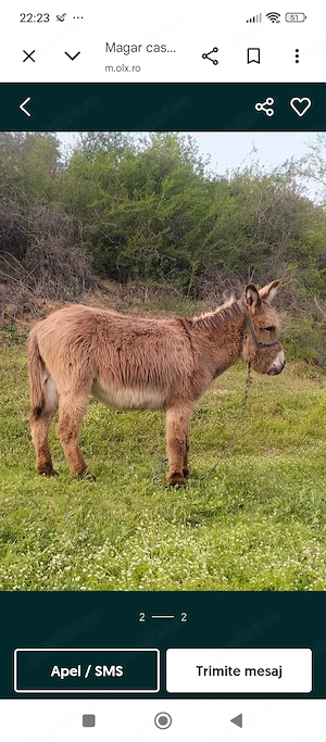 Dau la schimb cu 2 capre bune de lapte - imagine 2