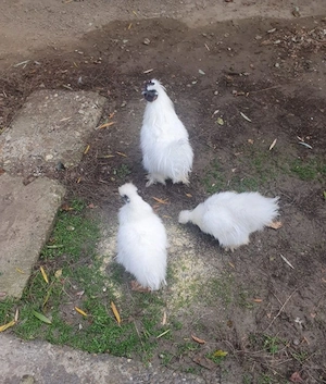 Vând cocoși mătase japoneza