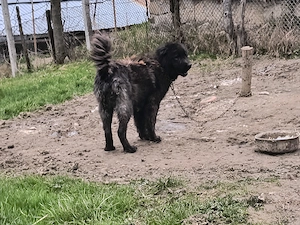 Vând pereche câini ciobănești  - imagine 2