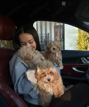 Maltipoo Toy varianta Teddy Bear Cappucino-Roscat