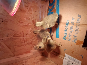 Boboci de gasca americana - imagine 4