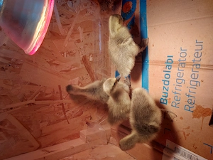 Boboci de gasca americana - imagine 2