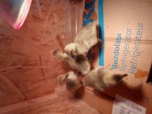 Boboci de gasca americana - imagine 3