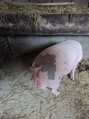 vier pietran si scrofite gestante  - imagine 2