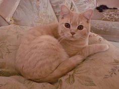 british shorthair crem