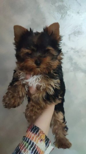 Yorkshire terrier mini  - imagine 2