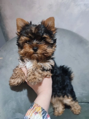 Yorkshire terrier mini 