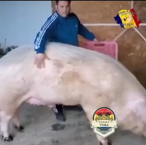 Landrace original  - imagine 4